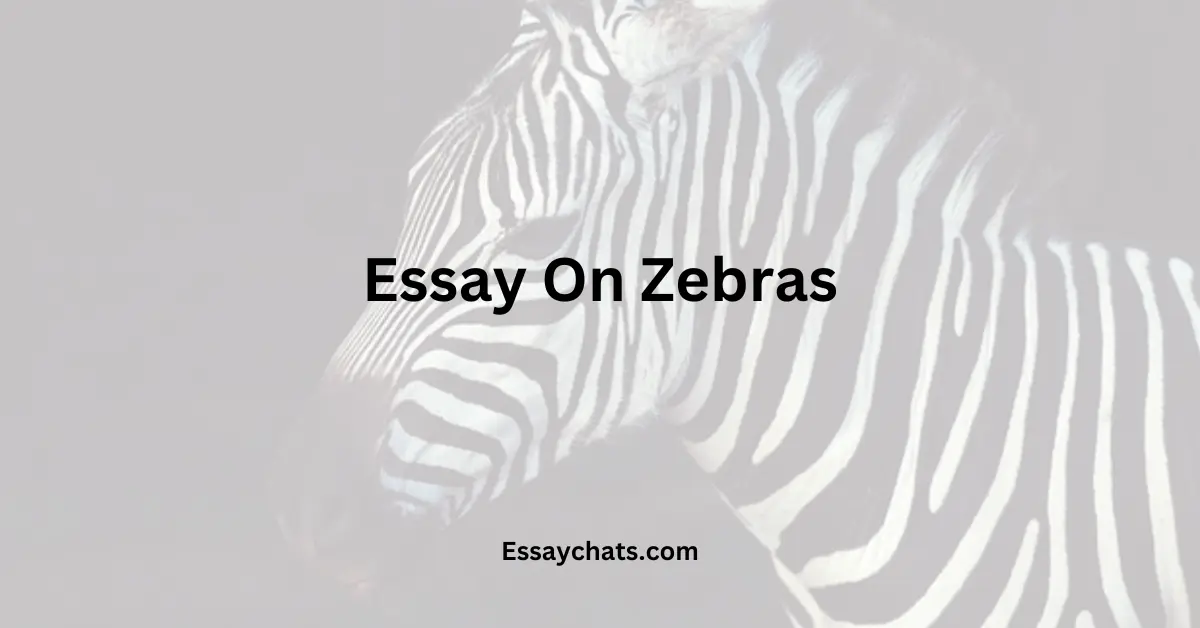 Essay On Zebras